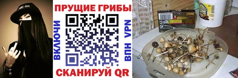где купить   Талица  Галлюциногенные грибы мицелий 